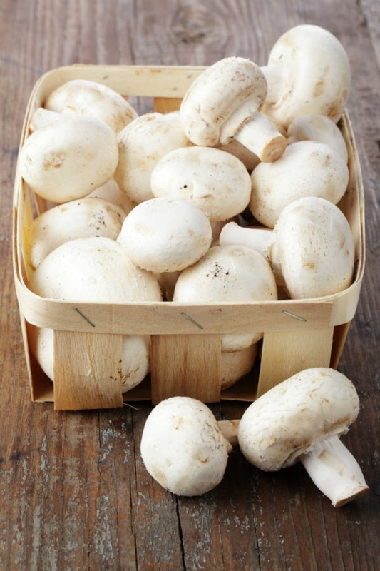 Mushroom